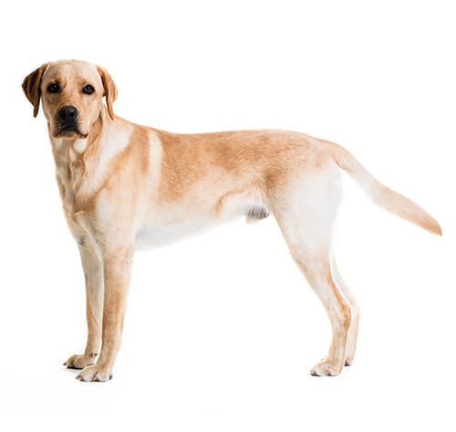 Labrador Retriever Dog Breed Information | Purina